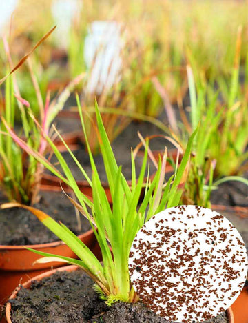 Graines de Xyris sp.