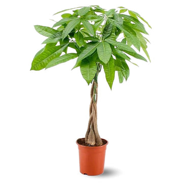 Pachira Aquatica 80 cm - clicktofournisseur.com