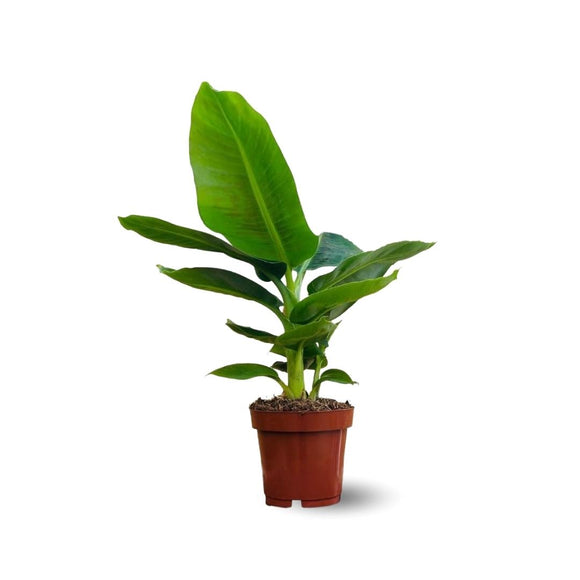 Bananier Musa 40 cm - clicktofournisseur.com