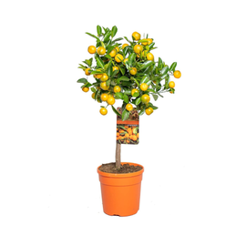 Calamondin 80 cm - clicktofournisseur.com