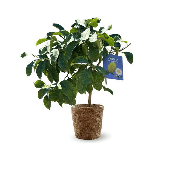 Cedratier 80 cm - clicktofournisseur.com