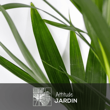 Palmier Kentia 90 cm - clicktofournisseur.com