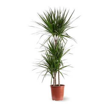 Dracaena Marginata 110 cm - clicktofournisseur.com