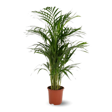 Areca Lutescens 80 cm - clicktofournisseur.com