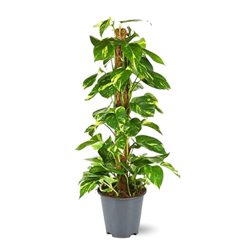Pothos Epipremnum 110 cm - clicktofournisseur.com