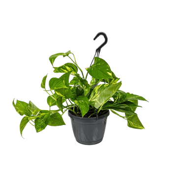 Pothos Epipremnum 40 cm - clicktofournisseur.com