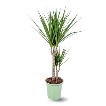 Dracaena Marginata 80 cm - clicktofournisseur.com
