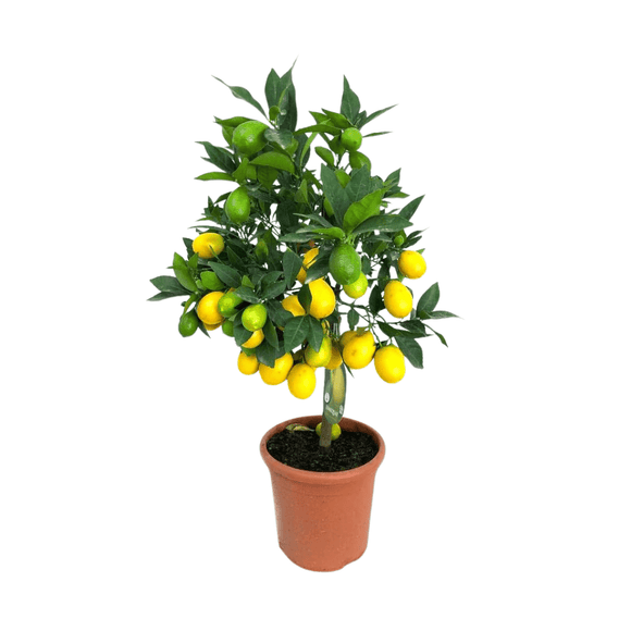Limequat 80 cm - clicktofournisseur.com