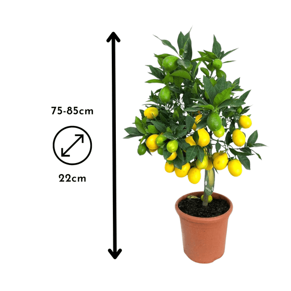 Limequat 80 cm - clicktofournisseur.com
