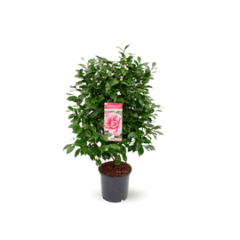 Caméllia japonica Rose 60 cm - clicktofournisseur.com