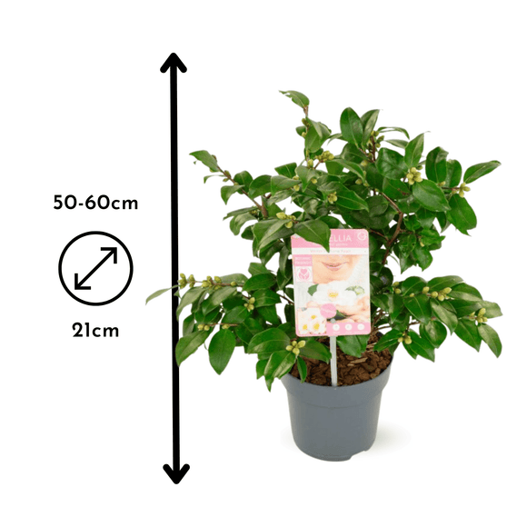 Camélia japonica Blanc 60 cm - clicktofournisseur.com