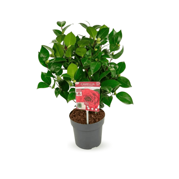 Caméllia japonica Rouge 60 cm - clicktofournisseur.com