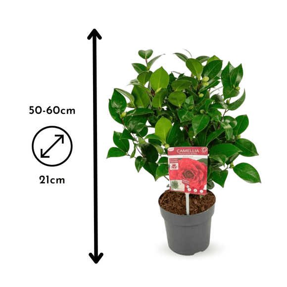 Caméllia japonica Rouge 60 cm - clicktofournisseur.com
