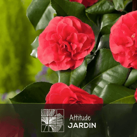 Caméllia japonica Rouge 60 cm - clicktofournisseur.com