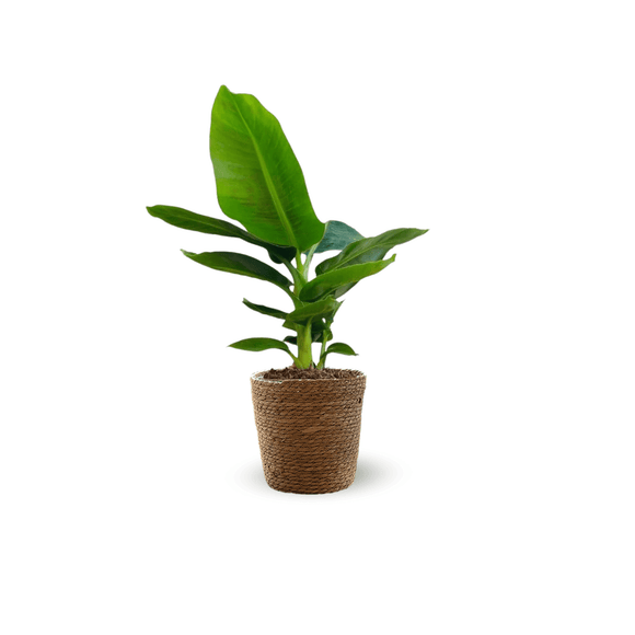 Bananier Musa 40 cm - clicktofournisseur.com