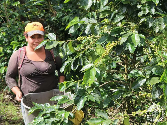 Hamac chaise xl  jinotega