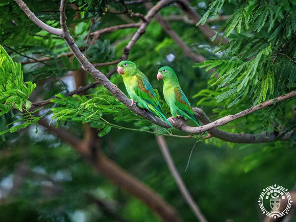 Hamac chaise xl  bosawás