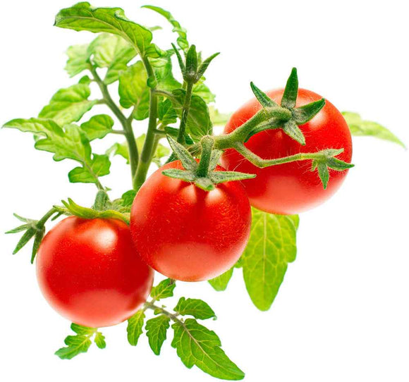 Recharge Click & Grow Smart Garden Mini Tomate 3 pièces
