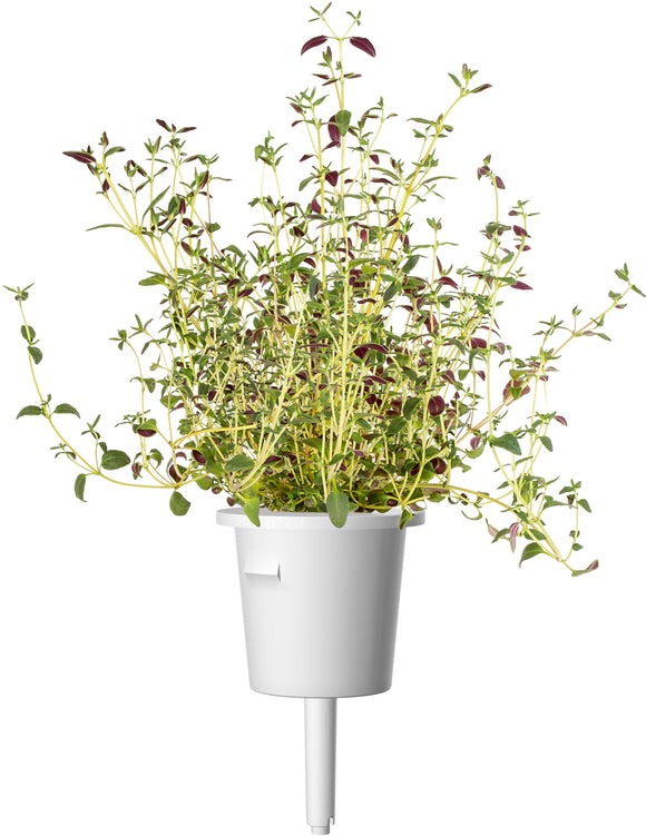Mélange de 9 capsules de plantes Click & Grow pour steaks