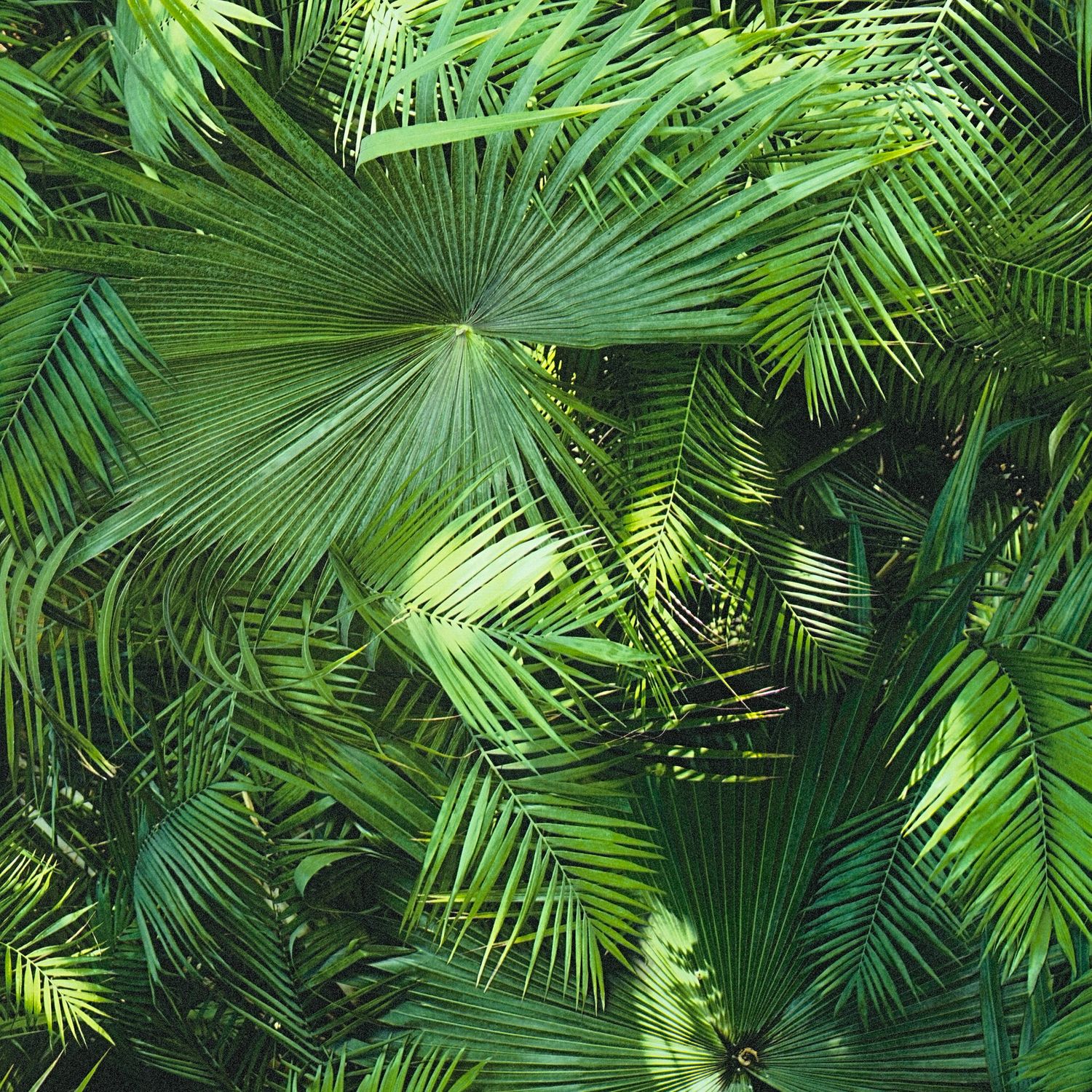 Papier peint nature Profhome 362001-GU papier peint intissé lisse au design de jungle mat vert 5,33 m2