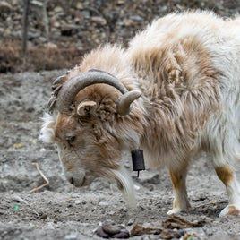 Breloques et clochettes pour animaux de compagnie clicktofournisseur.com