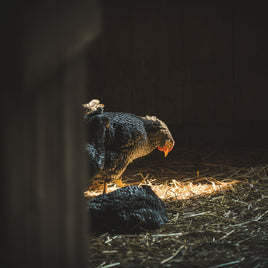 Élevage clicktofournisseur.com