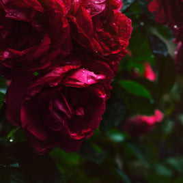 Fleurs clicktofournisseur.com