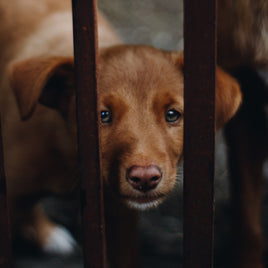 Grille de séparation de voiture pour animaux clicktofournisseur.com