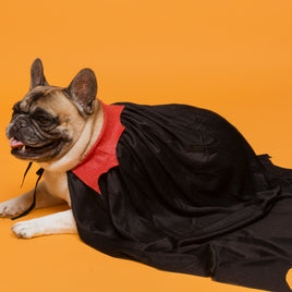 Magie et nouveautés clicktofournisseur.com