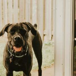 Médailles pour animaux de compagnie clicktofournisseur.com