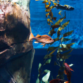 Plantes aquatiques clicktofournisseur.com