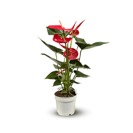 Anthurium Rouge 70 cm - clicktofournisseur.com