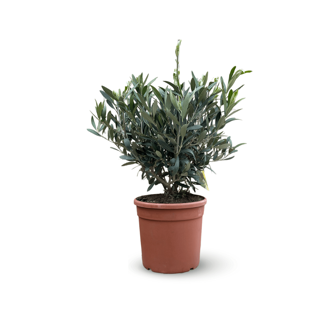 Olivier Europaea Touffe 60 cm - clicktofournisseur.com