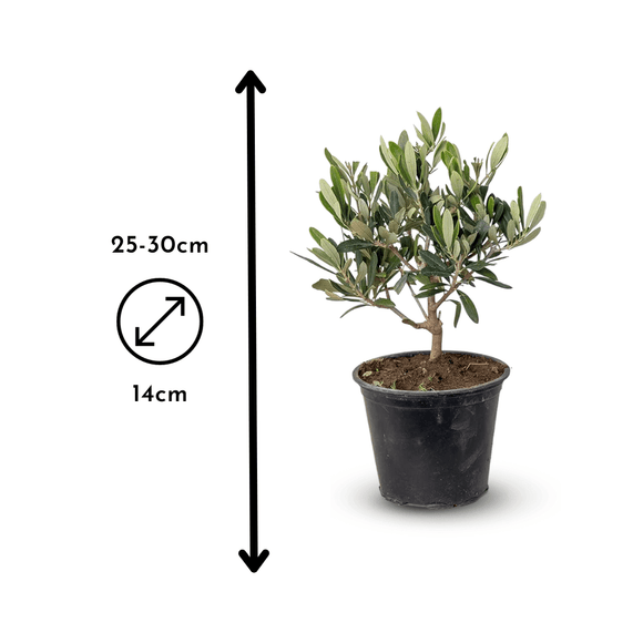 Olivier Europaea 30 cm - clicktofournisseur.com