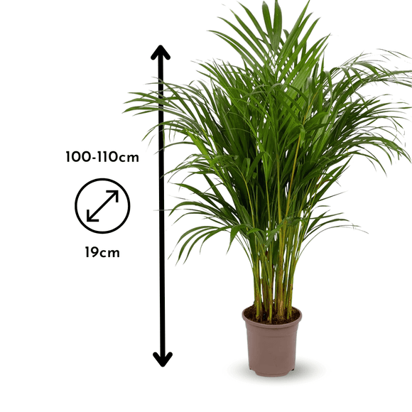 Areca Lutescens 110 cm - clicktofournisseur.com