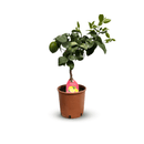 Citronnier Limon 60 cm - clicktofournisseur.com