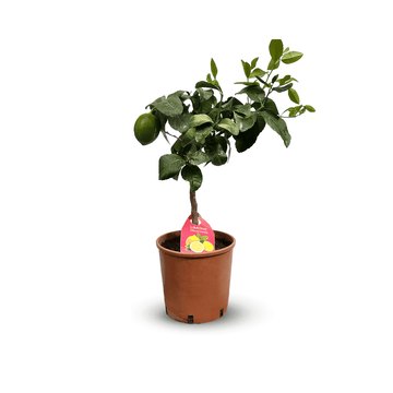 Citronnier Limon 60 cm - clicktofournisseur.com