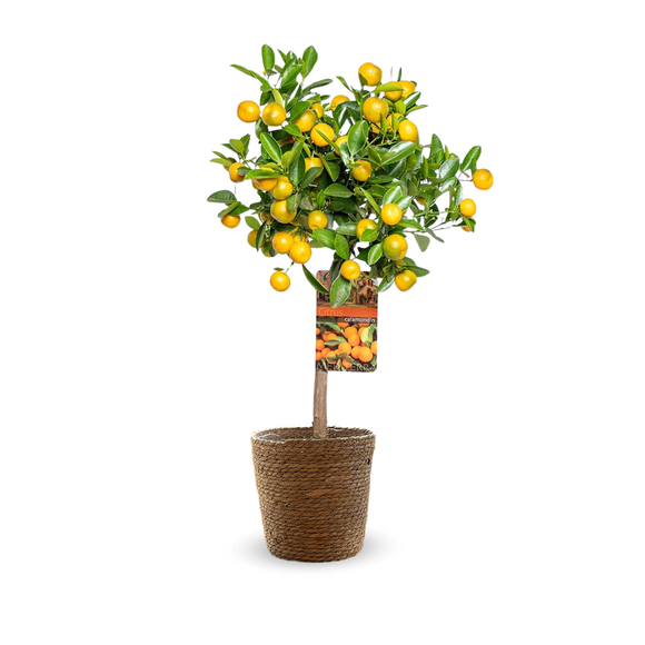 Calamondin 80 cm - clicktofournisseur.com