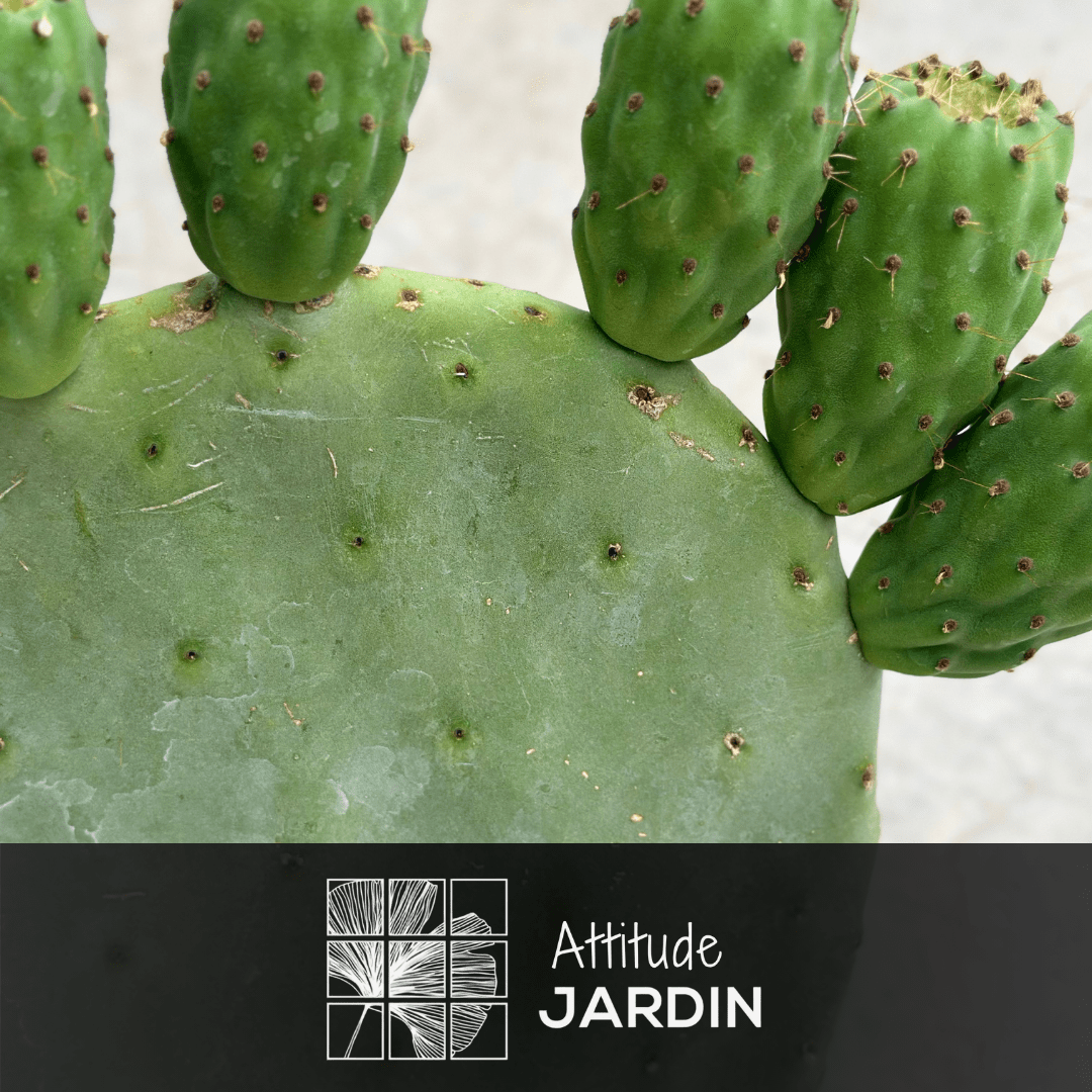 Opuntia 50 cm - clicktofournisseur.com