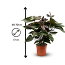 Anthurium Black 70 cm - clicktofournisseur.com