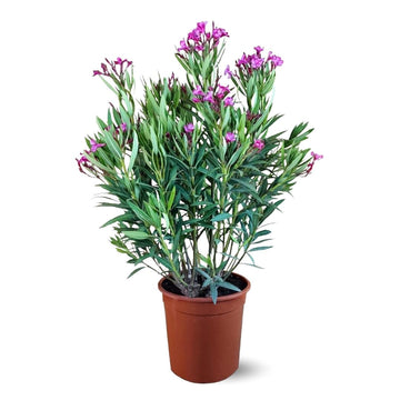 Laurier Rose Oleander 120 cm - clicktofournisseur.com