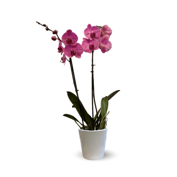 Orchidée Rose Double Branche 70 cm - clicktofournisseur.com