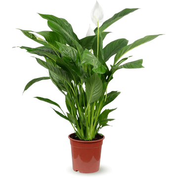 Spathiphyllum 120 cm - clicktofournisseur.com