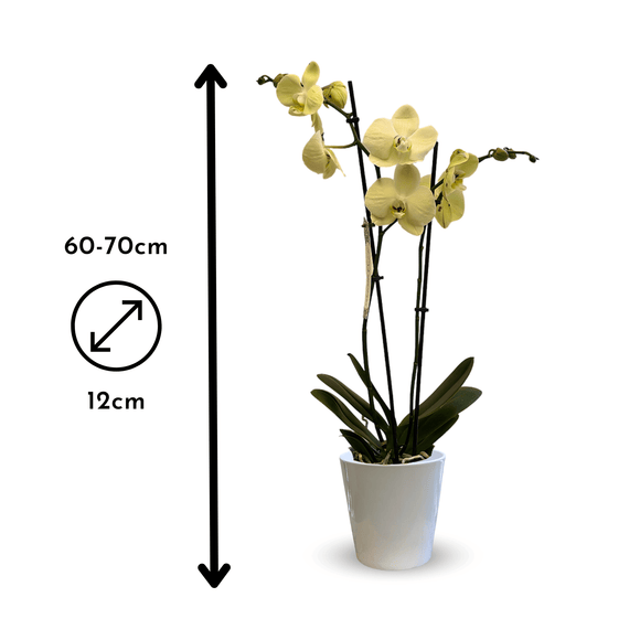 Orchidée Jaune Double Branche 70 cm - undefined