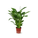 Spathiphyllum 80 cm - clicktofournisseur.com