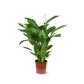 Spathiphyllum 80 cm - clicktofournisseur.com