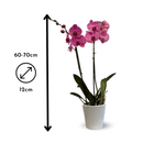 Orchidée Rose Double Branche 70 cm - clicktofournisseur.com