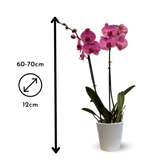 Orchidée Rose Double Branche 70 cm - clicktofournisseur.com
