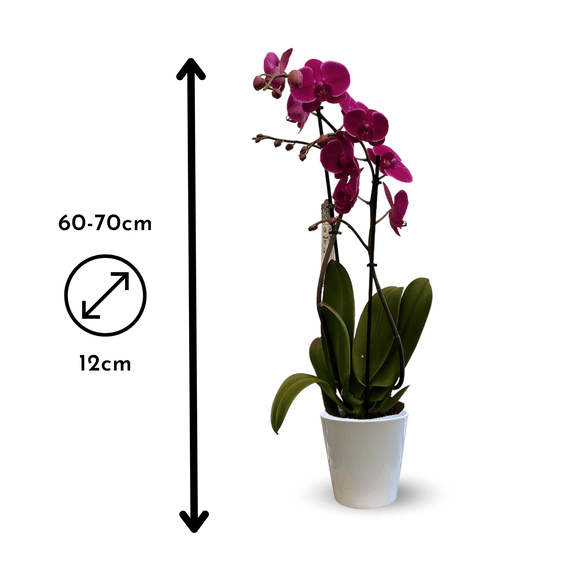 Orchidée Fuchsia Double Branche 70 cm - undefined