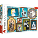 Puzzle trefl chiens 1000 pièces